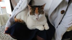 不思議な猫ちゃんの話